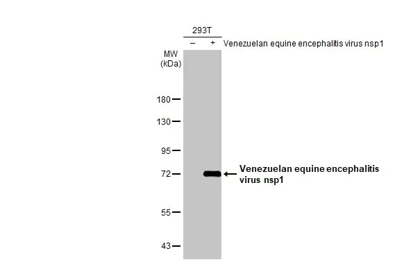 Western blot - Anti-Venezuelan Equine Encephalitis Virus nsp1 antibody [HL1593] (AB308397)
