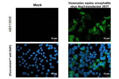 Immunocytochemistry/ Immunofluorescence - Anti-Venezuelan equine encephalitis virus nsp3 antibody [HL1502] - BSA and Azide free (AB313935)
