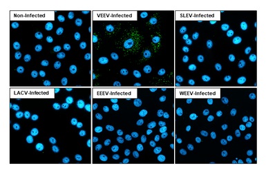 Immunocytochemistry/ Immunofluorescence - Anti-Venezuelan equine encephalitis virus nsp3 antibody [HL1502] - BSA and Azide free (AB313935), expandable thumbnail