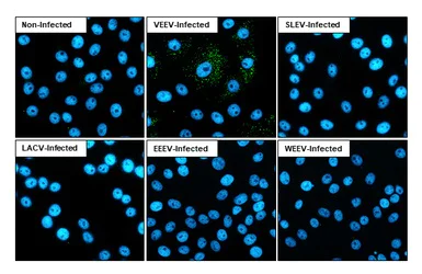 Immunocytochemistry/ Immunofluorescence - Anti-Venezuelan equine encephalitis virus nsp3 antibody [HL1502] - BSA and Azide free (AB313935)