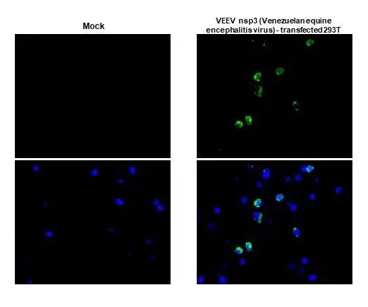 Immunohistochemistry (Formalin/PFA-fixed paraffin-embedded sections) - Anti-Venezuelan equine encephalitis virus nsp3 antibody [HL1502] - BSA and Azide free (AB313935), expandable thumbnail