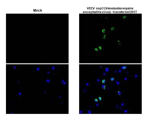 Immunohistochemistry (Formalin/PFA-fixed paraffin-embedded sections) - Anti-Venezuelan equine encephalitis virus nsp3 antibody [HL1502] - BSA and Azide free (AB313935)