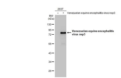 Western blot - Anti-Venezuelan equine encephalitis virus nsp3 antibody [HL1502] - BSA and Azide free (AB313935), expandable thumbnail