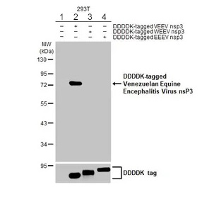 Western blot - Anti-Venezuelan equine encephalitis virus nsp3 antibody [HL1502] - BSA and Azide free (AB313935), expandable thumbnail