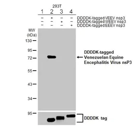 Western blot - Anti-Venezuelan equine encephalitis virus nsp3 antibody [HL1502] - BSA and Azide free (AB313935)