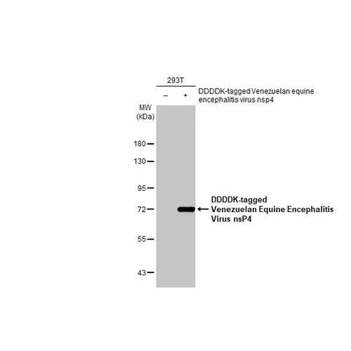Western blot - Anti-Venezuelan Equine Encephalitis Virus nsP4 antibody [HL1741] (AB317105)