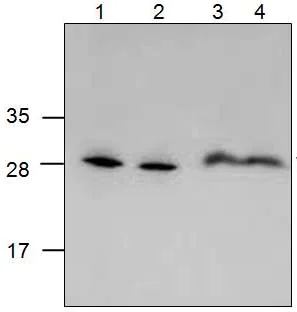 Western blot - Anti-VENTX antibody (AB124523)