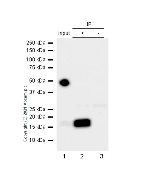Immunoprecipitation - VeriBlot for IP Detection Reagent (HRP) (AB131366)