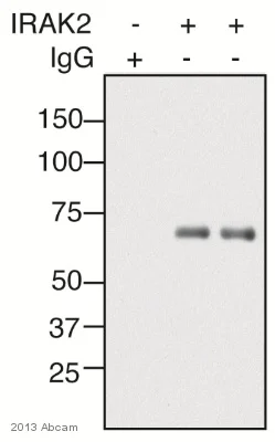 Immunoprecipitation - VeriBlot for IP Detection Reagent (HRP) (AB131366)