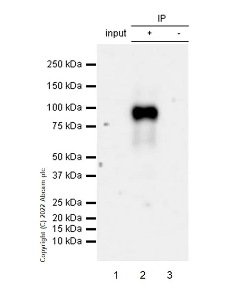 Immunoprecipitation - VeriBlot for IP Detection Reagent (HRP) (AB131366)