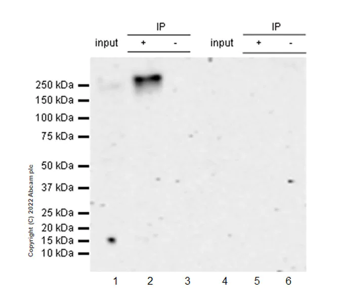 Immunoprecipitation - VeriBlot for IP Detection Reagent (HRP) (AB131366)