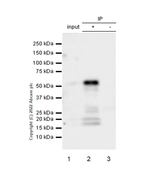 Immunoprecipitation - VeriBlot for IP Detection Reagent (HRP) (AB131366)