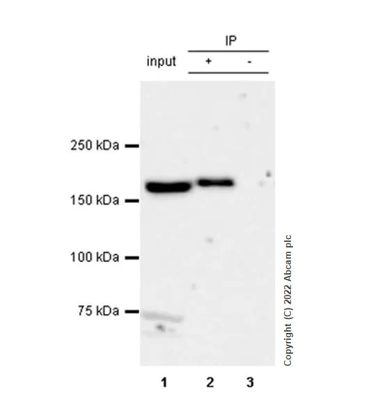 Immunoprecipitation - VeriBlot for IP Detection Reagent (HRP) (AB131366)