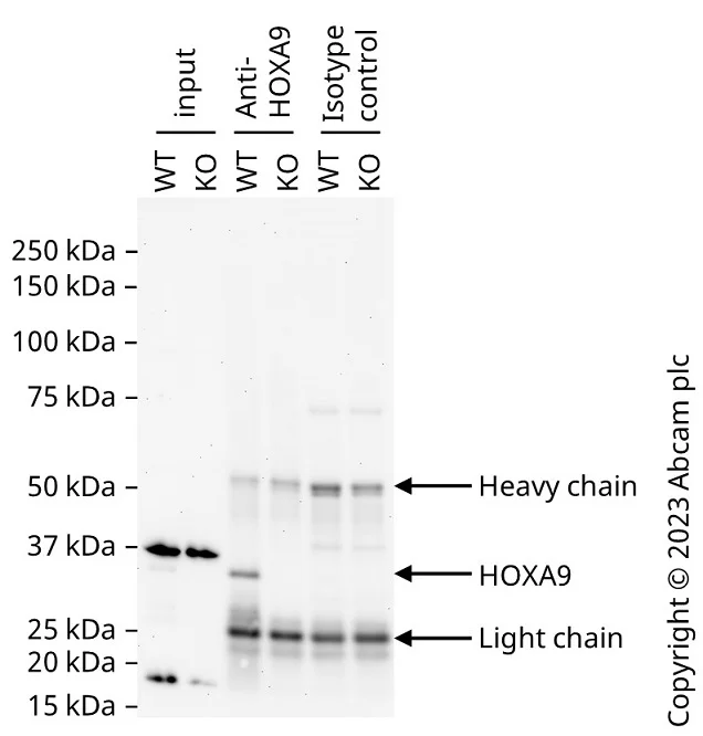 Immunoprecipitation - VeriBlot for IP Detection Reagent (HRP) (AB131366)