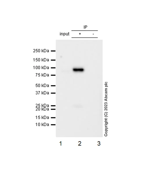 Immunoprecipitation - VeriBlot for IP Detection Reagent (HRP) (AB131366)