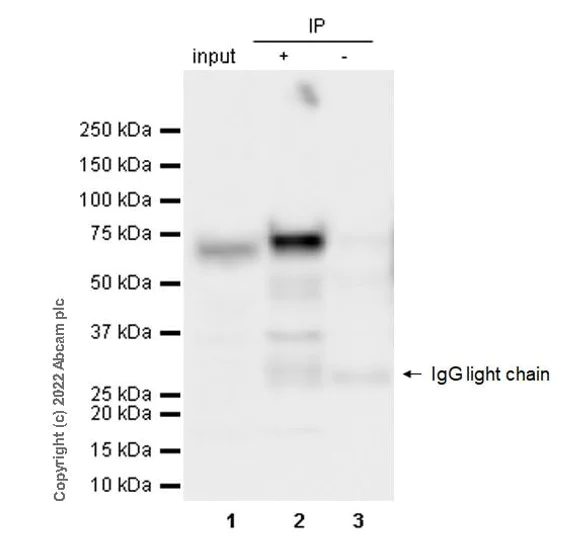 Immunoprecipitation - VeriBlot for IP Detection Reagent (HRP) (AB131366)