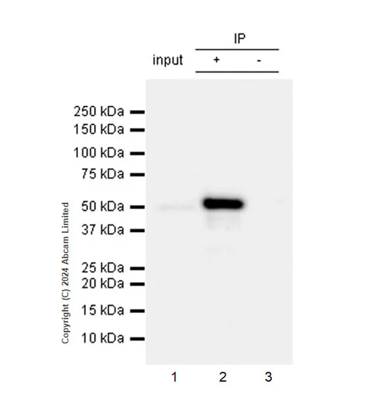 Immunoprecipitation - VeriBlot for IP Detection Reagent (HRP) (AB131366)