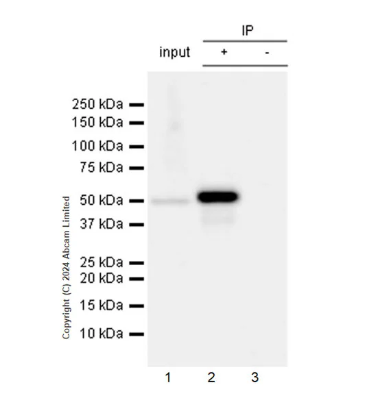 Immunoprecipitation - VeriBlot for IP Detection Reagent (HRP) (AB131366)