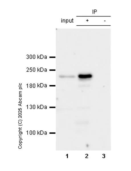 Immunoprecipitation - VeriBlot for IP Detection Reagent (HRP) (AB131366)