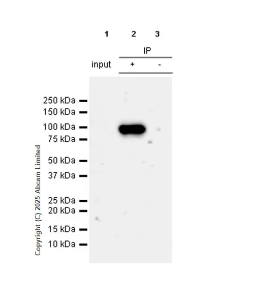 Immunoprecipitation - VeriBlot for IP Detection Reagent (HRP) (AB131366)