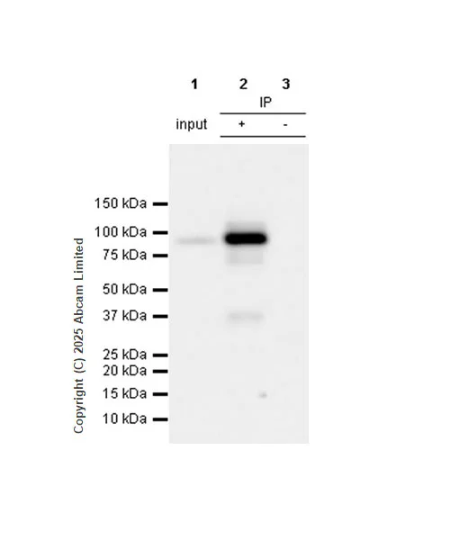 Immunoprecipitation - VeriBlot for IP Detection Reagent (HRP) (AB131366)