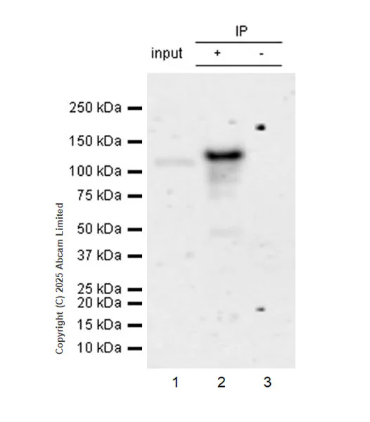 Immunoprecipitation - VeriBlot for IP Detection Reagent (HRP) (AB131366)