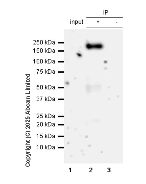 Immunoprecipitation - VeriBlot for IP Detection Reagent (HRP) (AB131366)