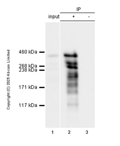 Immunoprecipitation - VeriBlot for IP Detection Reagent (HRP) (AB131366)