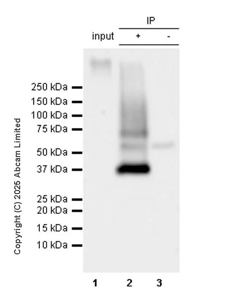 Immunoprecipitation - VeriBlot for IP Detection Reagent (HRP) (AB131366)