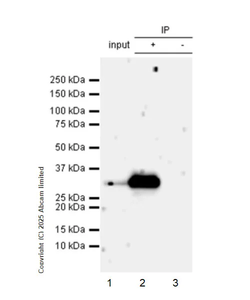 Immunoprecipitation - VeriBlot for IP Detection Reagent (HRP) (AB131366)