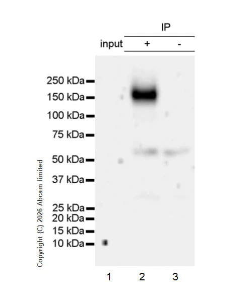 Immunoprecipitation - VeriBlot for IP Detection Reagent (HRP) (AB131366)