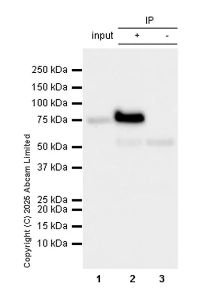 Immunoprecipitation - VeriBlot for IP Detection Reagent (HRP) (AB131366)