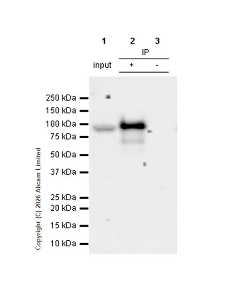 Immunoprecipitation - VeriBlot for IP Detection Reagent (HRP) (AB131366)