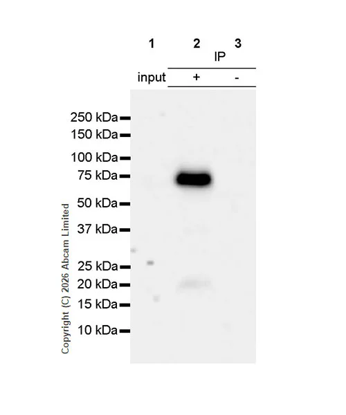 Immunoprecipitation - VeriBlot for IP Detection Reagent (HRP) (AB131366)