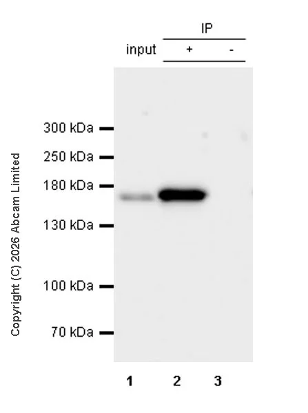 Immunoprecipitation - VeriBlot for IP Detection Reagent (HRP) (AB131366)