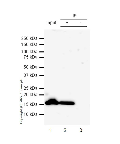 Immunoprecipitation - VeriBlot for IP Detection Reagent (HRP) (AB131366)