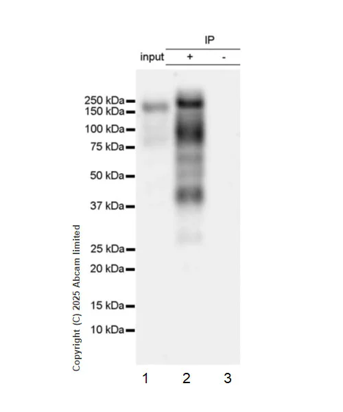 Immunoprecipitation - VeriBlot for IP Detection Reagent (HRP) (AB131366)