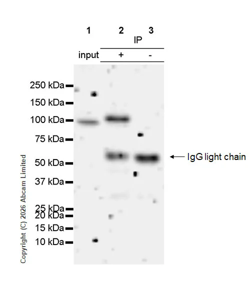 Immunoprecipitation - VeriBlot for IP Detection Reagent (HRP) (AB131366)