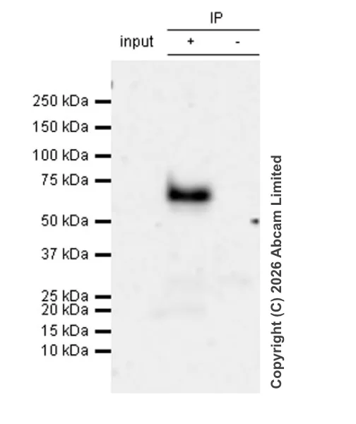Immunoprecipitation - VeriBlot for IP Detection Reagent (HRP) (AB131366)