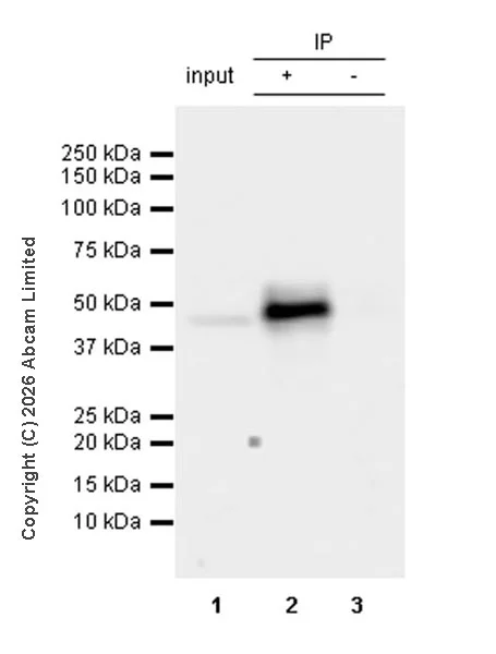 Immunoprecipitation - VeriBlot for IP Detection Reagent (HRP) (AB131366)