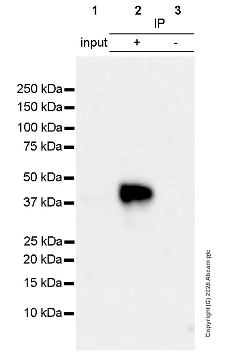 Immunoprecipitation - VeriBlot for IP Detection Reagent (HRP) (AB131366)