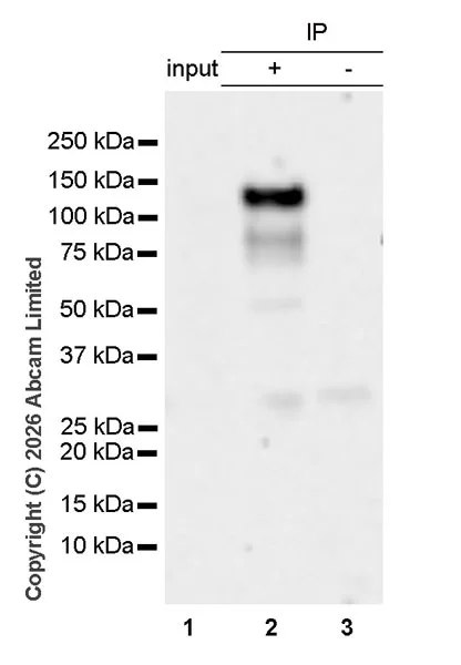 Immunoprecipitation - VeriBlot for IP Detection Reagent (HRP) (AB131366)