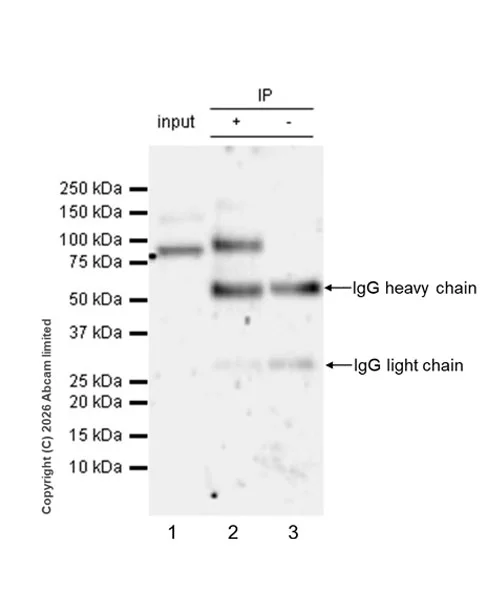 Immunoprecipitation - VeriBlot for IP Detection Reagent (HRP) (AB131366)