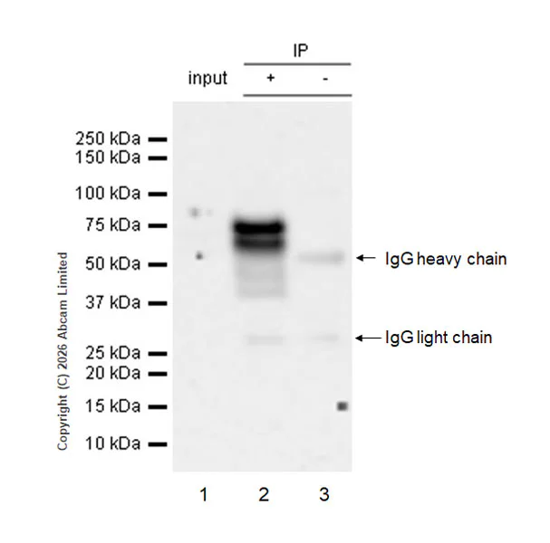 Immunoprecipitation - VeriBlot for IP Detection Reagent (HRP) (AB131366)