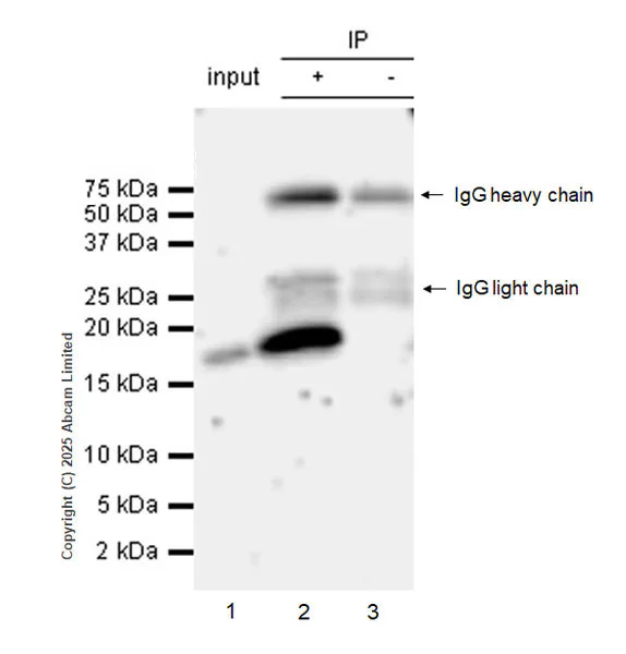 Immunoprecipitation - VeriBlot for IP Detection Reagent (HRP) (AB131366)