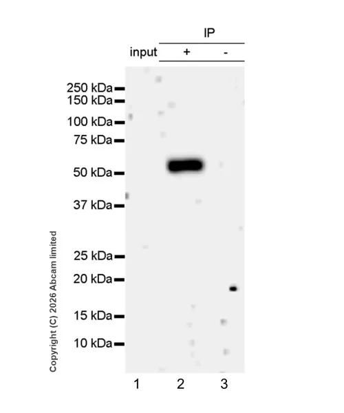 Immunoprecipitation - VeriBlot for IP Detection Reagent (HRP) (AB131366)