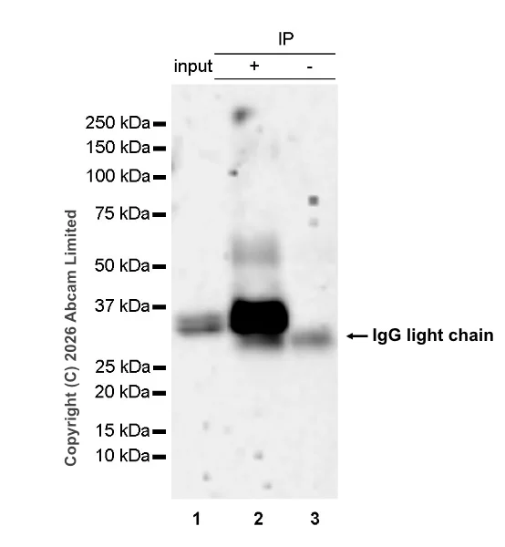 Immunoprecipitation - VeriBlot for IP Detection Reagent (HRP) (AB131366)