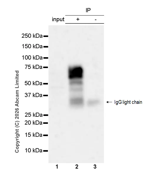 Immunoprecipitation - VeriBlot for IP Detection Reagent (HRP) (AB131366)