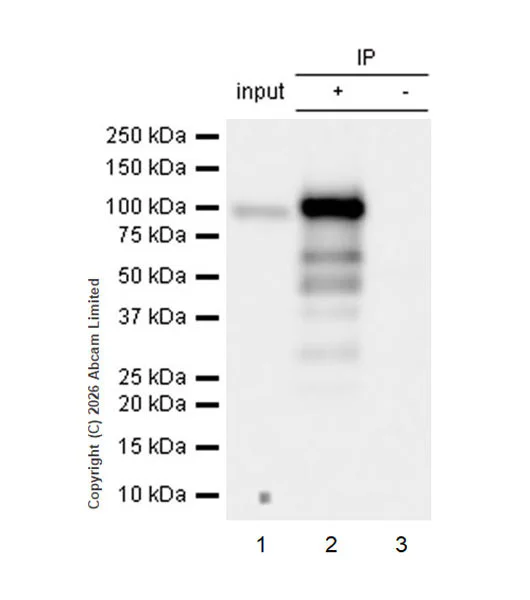Immunoprecipitation - VeriBlot for IP Detection Reagent (HRP) (AB131366)