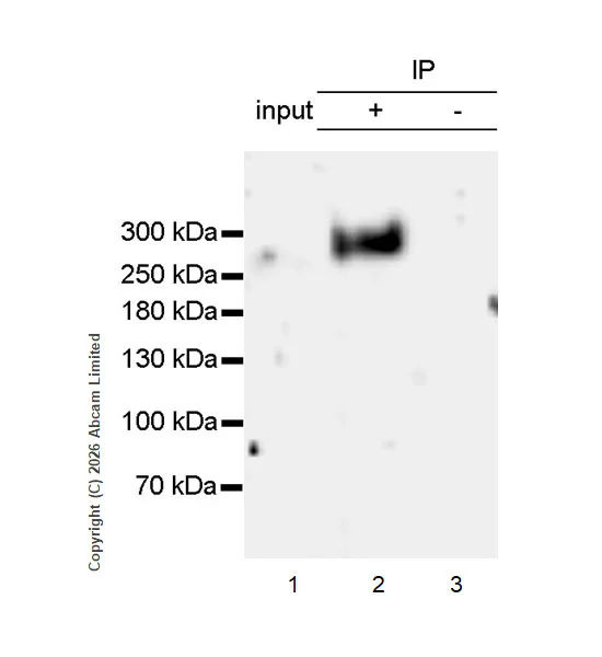 Immunoprecipitation - VeriBlot for IP Detection Reagent (HRP) (AB131366)